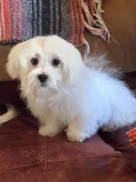Little Brother, a male Maltese for sale in Edgemoor, SC – Photo 2 of 4