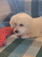 Little Brother, a male Maltese for sale in Edgemoor, SC – Photo 1 of 4