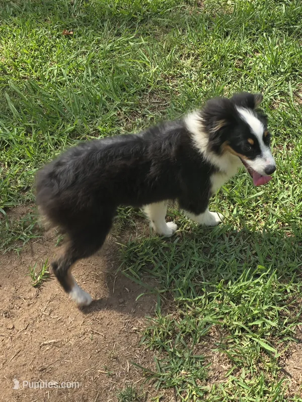 Bo – Toy Australian Shepherd puppy for sale in Edgemoor, SC