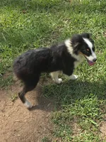 Bo, a male Toy Australian Shepherd for sale in Edgemoor, SC – 1 of 2