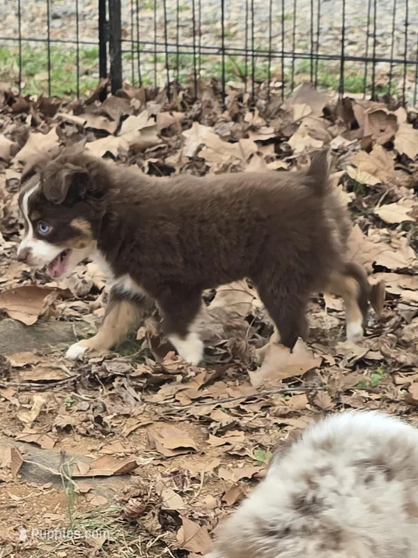 Rosie – Toy Australian Shepherd puppy for sale in Edgemoor, SC