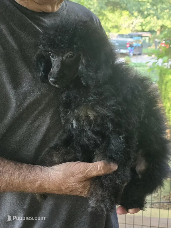 Joey – Poodle - Miniature  puppy for sale in Edgemoor, SC
