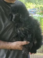 Joey, a male Poodle - Miniature  for sale in Edgemoor, SC – 1 of 3