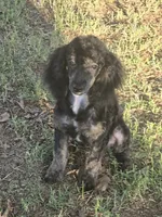 Luna, a female Poodle - Miniature  for sale in Edgemoor, SC – 5 of 6