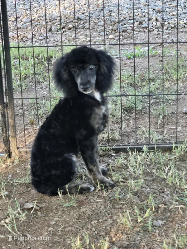 Luna – Poodle - Miniature  puppy for sale in Edgemoor, SC