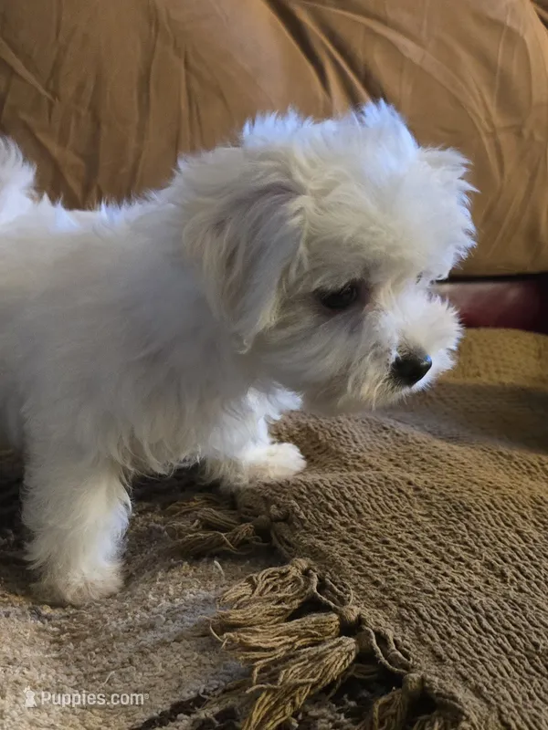 Buster – Maltese puppy for sale in Edgemoor, SC
