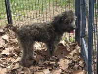 Scooter, a male Aussiedoodle for sale in Edgemoor, SC – Photo 2 of 3