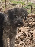 Scooter, a male Aussiedoodle for sale in Edgemoor, SC – Photo 3 of 3