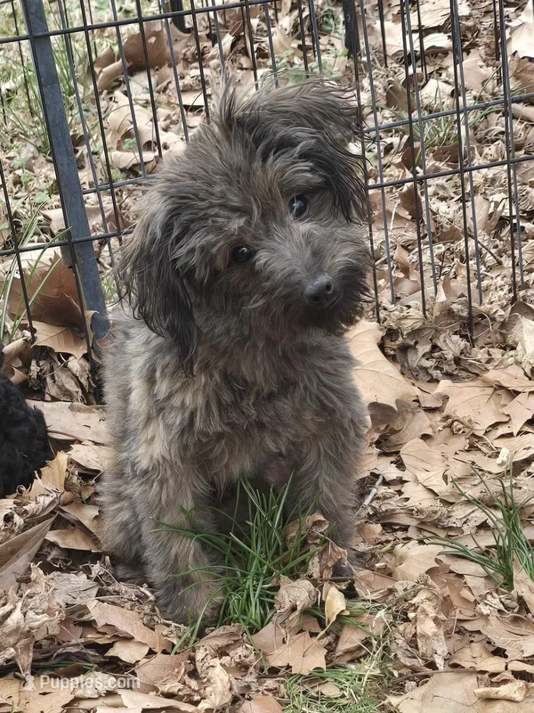 Scooter – Aussiedoodle puppy for sale in Edgemoor, SC