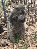 Scooter, a male Aussiedoodle for sale in Edgemoor, SC – Photo 1 of 3