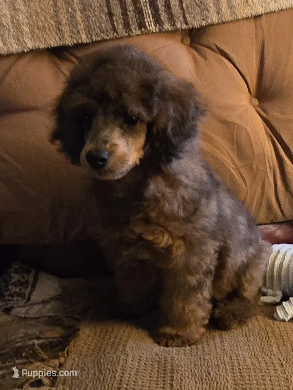 Jimmy – Poodle - Miniature  puppy for sale in Edgemoor, SC