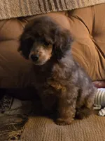 Jimmy, a male Poodle - Miniature  for sale in Edgemoor, SC – 1 of 3