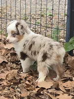 Cricket, a female Toy Australian Shepherd for sale in Edgemoor, SC – Photo 2 of 3