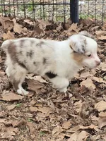 Cricket, a female Toy Australian Shepherd for sale in Edgemoor, SC – Photo 3 of 3