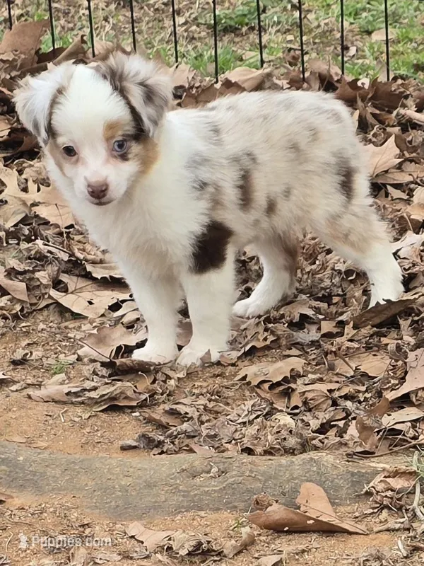 Cricket – Toy Australian Shepherd puppy for sale in Edgemoor, SC