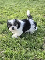 Susie, a female Maltese for sale in Edgemoor, SC – Photo 3 of 4