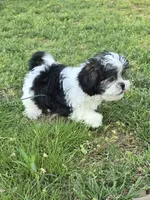Susie, a female Maltese for sale in Edgemoor, SC – Photo 2 of 4