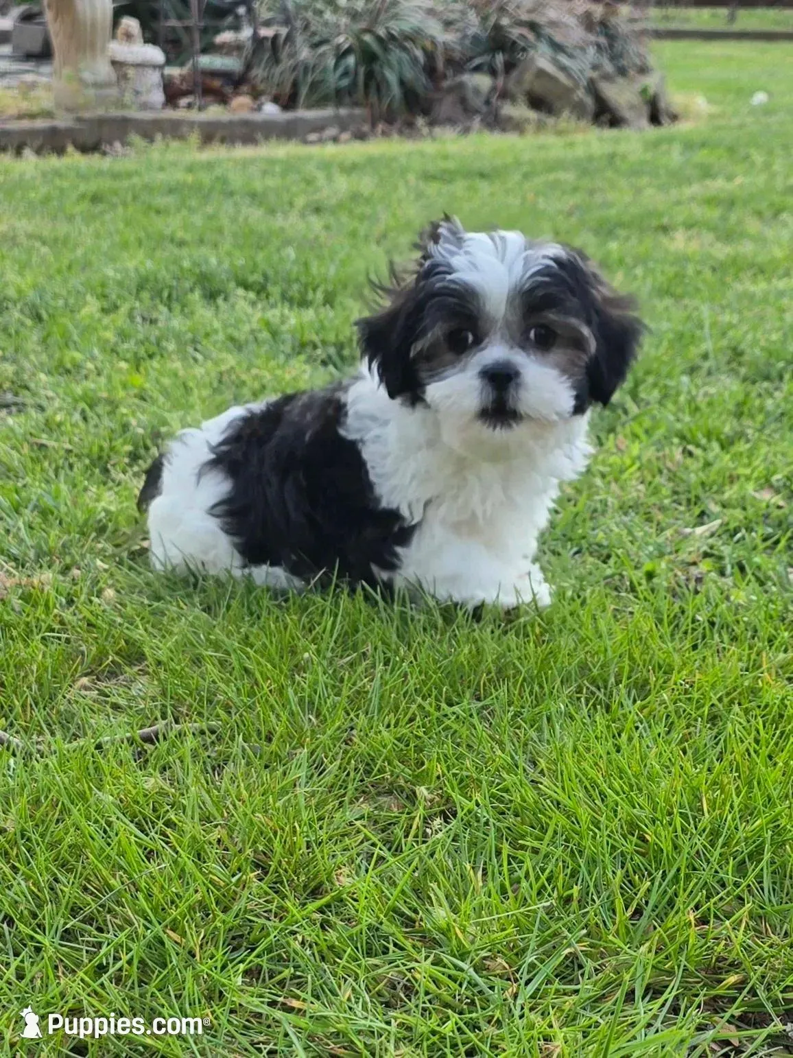 Susie – Maltese puppy for sale in Edgemoor, SC