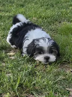 Susie, a female Maltese for sale in Edgemoor, SC – Photo 4 of 4