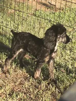 Luna, a female Poodle - Miniature  for sale in Edgemoor, SC – 3 of 6