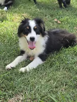 Bo, a male Toy Australian Shepherd for sale in Edgemoor, SC – 2 of 2