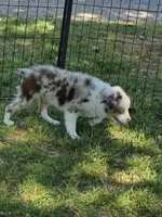 Gage, a male Toy Australian Shepherd for sale in Edgemoor, SC – 2 of 4