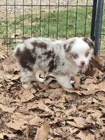 Gidget, a female Toy Australian Shepherd for sale in Edgemoor, SC – Photo 3 of 4