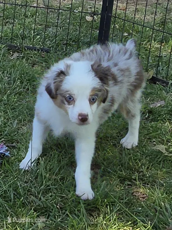 Gage – Toy Australian Shepherd puppy for sale in Edgemoor, SC