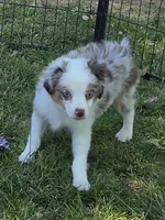 Gage, a male Toy Australian Shepherd for sale in Edgemoor, SC – 1 of 4