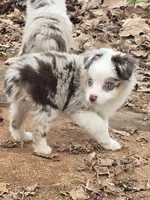 Gidget, a female Toy Australian Shepherd for sale in Edgemoor, SC – Photo 1 of 4