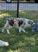 Gage, a male Toy Australian Shepherd for sale in Edgemoor, SC – 4 of 4