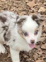 Gidget, a female Toy Australian Shepherd for sale in Edgemoor, SC – Photo 2 of 4