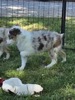 Gage, a male Toy Australian Shepherd for sale in Edgemoor, SC – 3 of 4