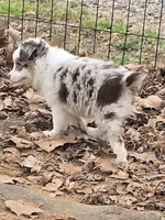 Gidget, a female Toy Australian Shepherd for sale in Edgemoor, SC – Photo 4 of 4