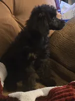 Cindy, a female Poodle - Toy  for sale in Edgemoor, SC – 2 of 2