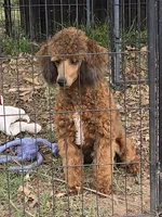 Jake, a male Poodle - Miniature  for sale in Edgemoor, SC – 2 of 8