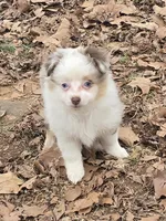 Tiny, a female Toy Australian Shepherd for sale in Edgemoor, SC – Photo 2 of 3