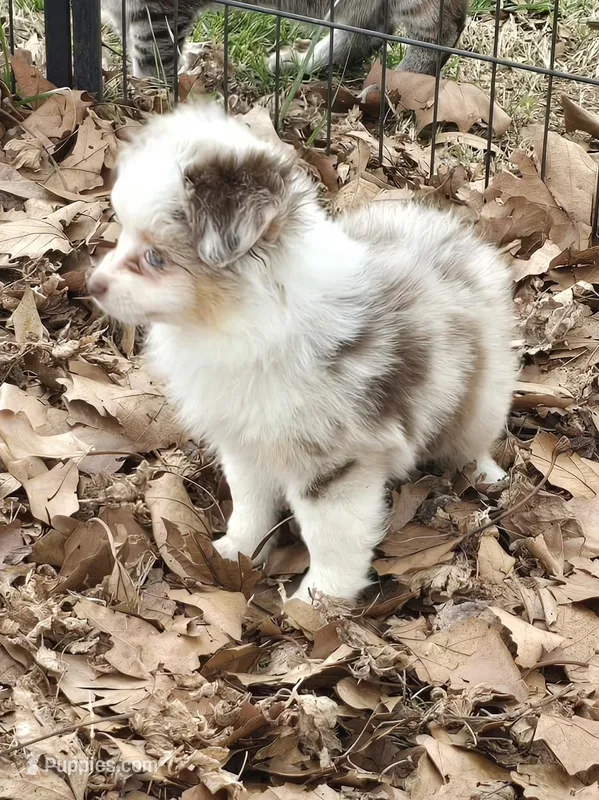 Tiny – Toy Australian Shepherd puppy for sale in Edgemoor, SC