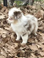 Tiny, a female Toy Australian Shepherd for sale in Edgemoor, SC – Photo 1 of 3