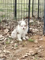 Tiny, a female Toy Australian Shepherd for sale in Edgemoor, SC – Photo 3 of 3