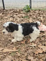 Barney, a male Poodle - Miniature  for sale in Edgemoor, SC – Photo 4 of 4