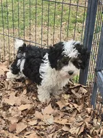 Barney, a male Poodle - Miniature  for sale in Edgemoor, SC – Photo 2 of 4