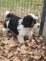 Barney, a male Poodle - Miniature  for sale in Edgemoor, SC – Photo 1 of 4