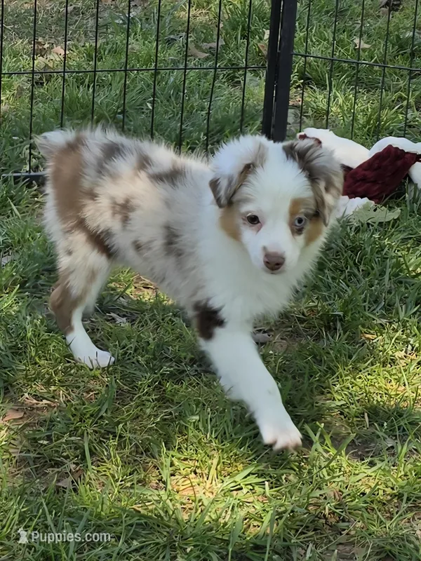 Silly – Toy Australian Shepherd puppy for sale in Edgemoor, SC
