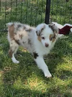 Silly, a male Toy Australian Shepherd for sale in Edgemoor, SC – 1 of 4