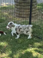 Silly, a male Toy Australian Shepherd for sale in Edgemoor, SC – 3 of 4