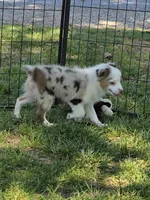 Silly, a male Toy Australian Shepherd for sale in Edgemoor, SC – 2 of 4