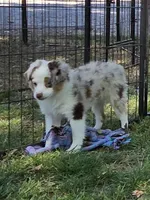 Silly, a male Toy Australian Shepherd for sale in Edgemoor, SC – 4 of 4