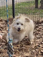 Bingie, a male Aussiedoodle for sale in Edgemoor, SC – Photo 3 of 4