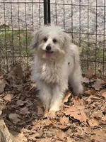 Bingie, a male Aussiedoodle for sale in Edgemoor, SC – Photo 2 of 4